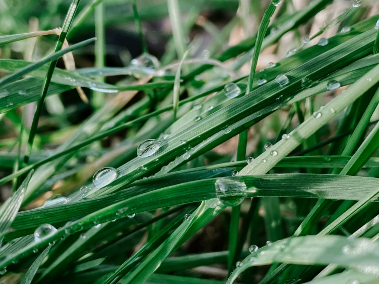 closeup of some grass with drops of water