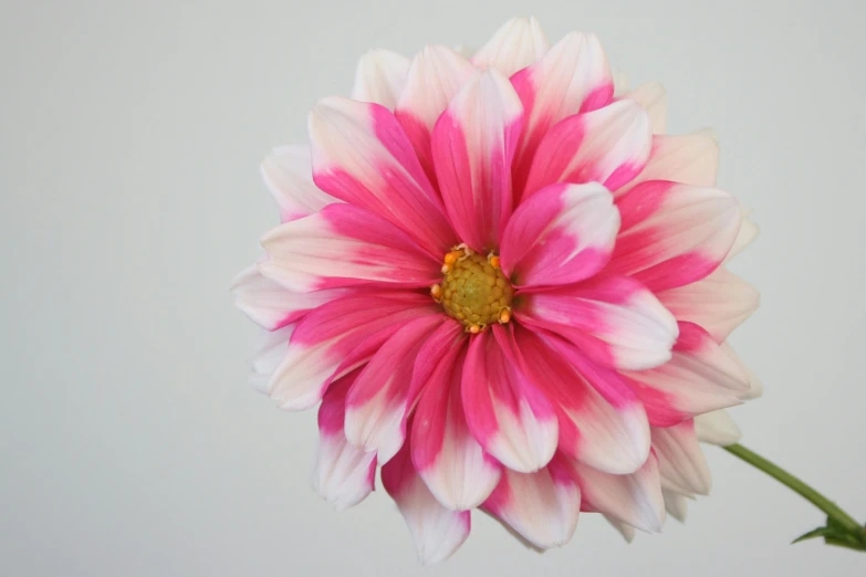 a white and pink flower in front of a white wall