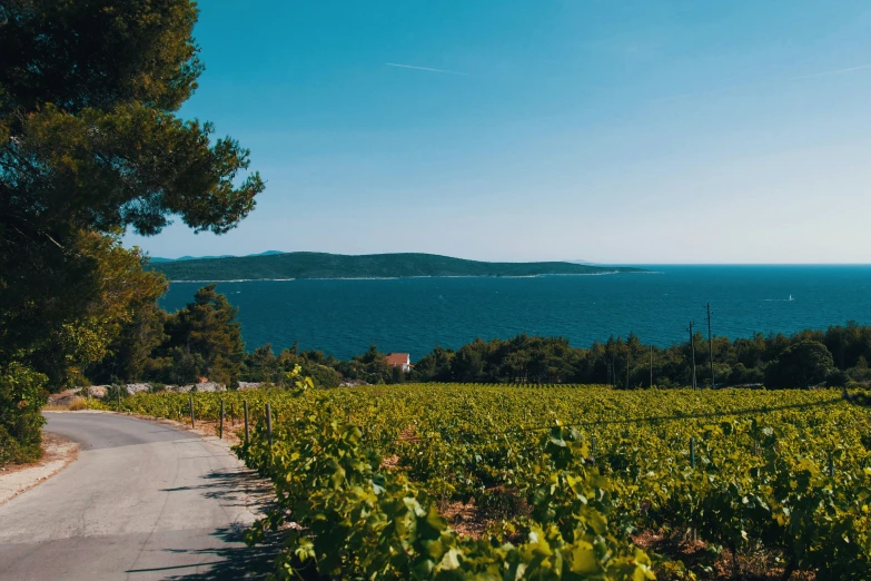 a scenic road between rows of gs in front of the ocean