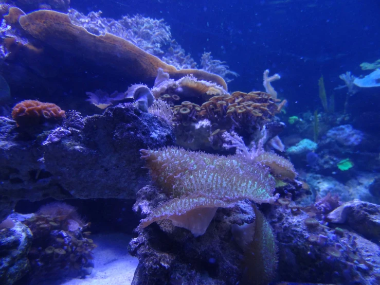 a colorful sea creature is on top of a coral