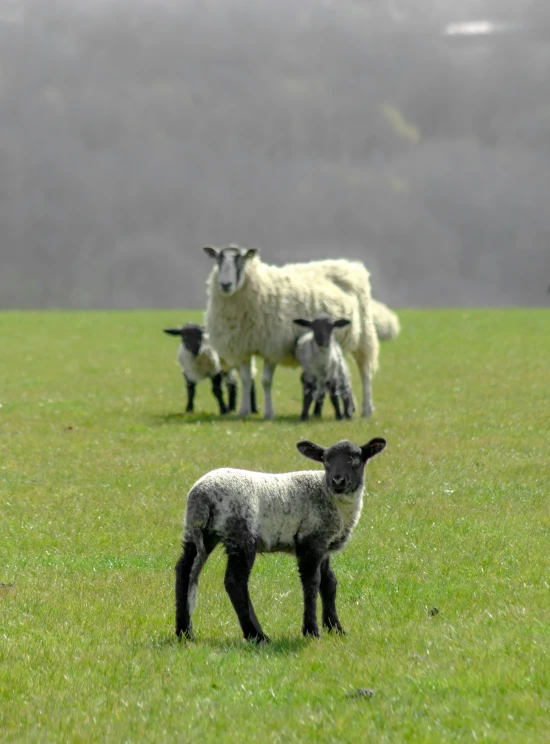 a couple of black and white sheep standing in the grass