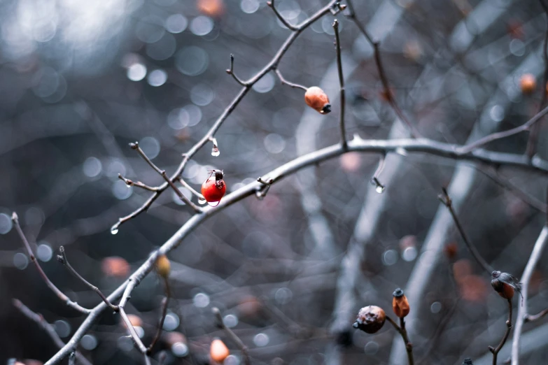 a frozen tree with some red berries and drops of water on it