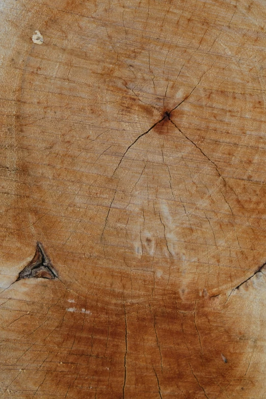 closeup of wood that has been cut into pieces