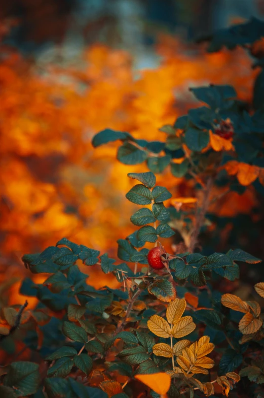 leaves and berries on the plant on a leafy day