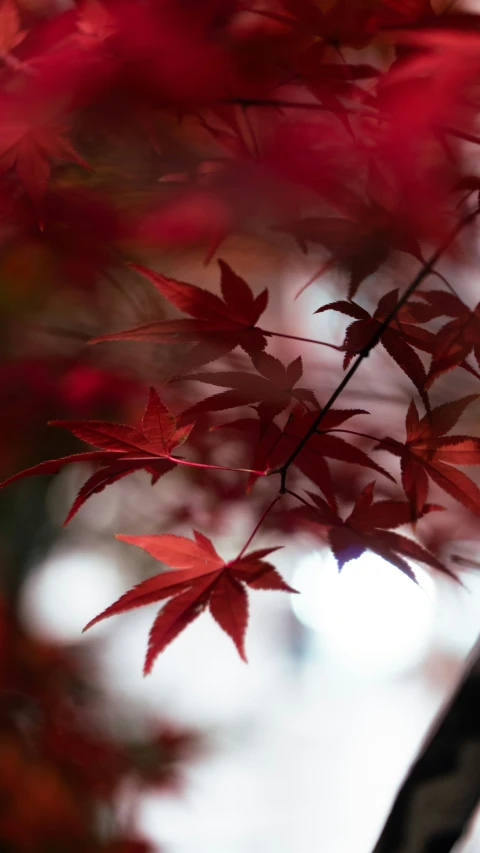 red leaves on a tree are the only things red that the leaves seem to appear