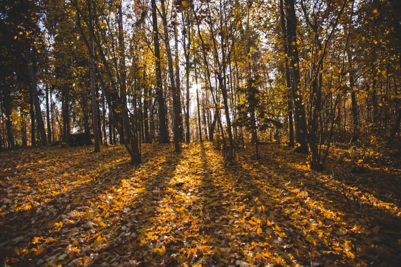 the sun is shining in an autumn woods