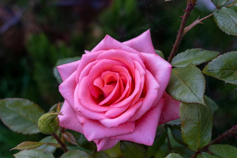 a rose blossomed pink with leaves growing on it