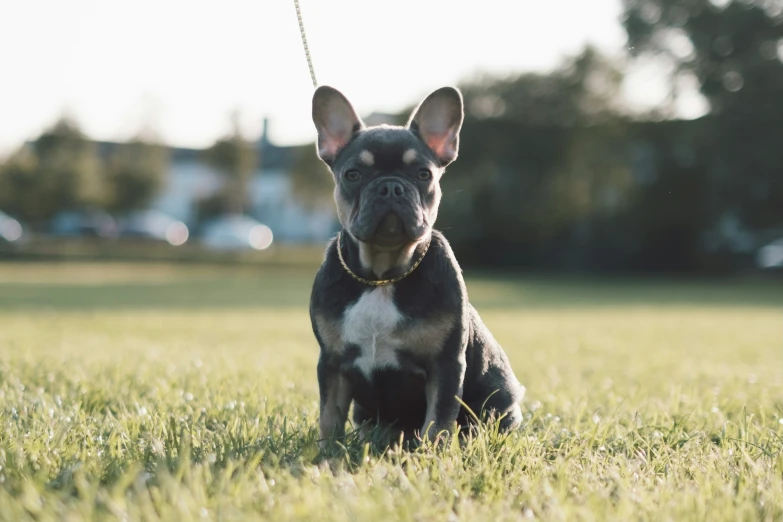 a french bull dog sits in the grass