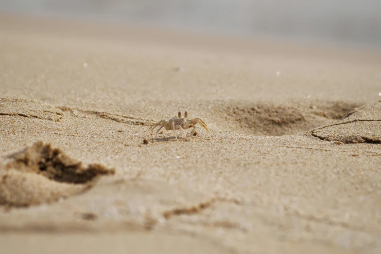 a crab walking on the beach with tracks in sand