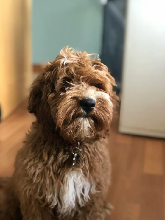 a brown dog sitting on top of a wooden floor