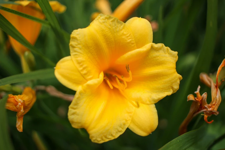 some pretty yellow flowers with bright green leaves