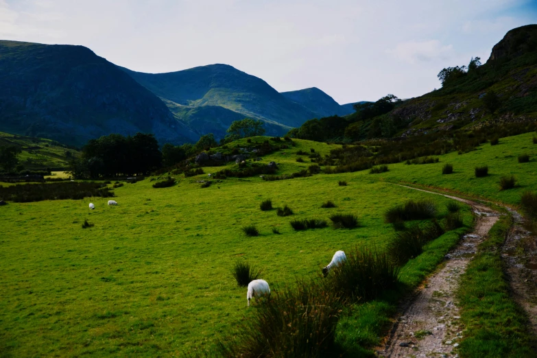 sheep graze along the side of the road