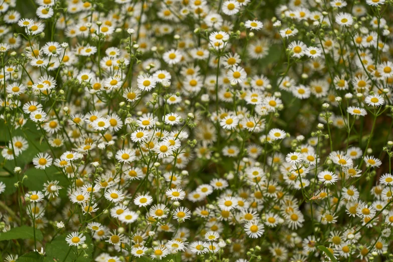 a bunch of white flowers and green foliage