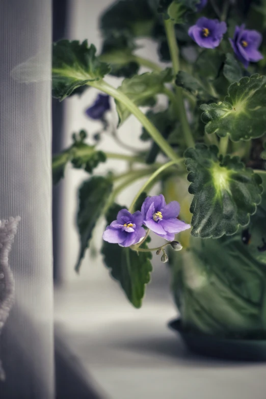 the pansies have purple flowers in it on the shelf