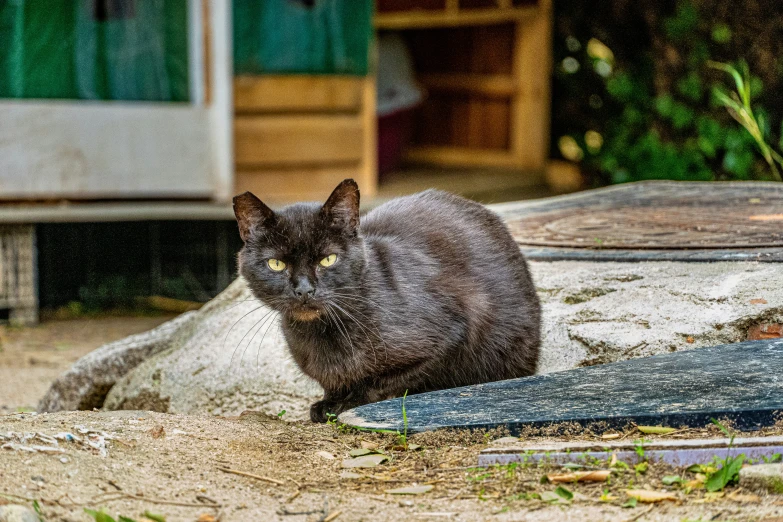 a black cat sitting on the ground in front of some concrete