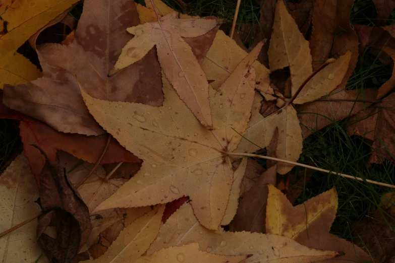 an image of leaves that are scattered together