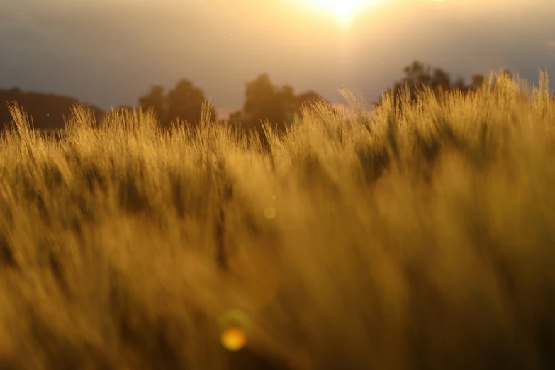 grass that is yellow and brown, has sun coming down in the sky