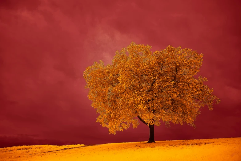 this is an image of a yellow tree on a red background