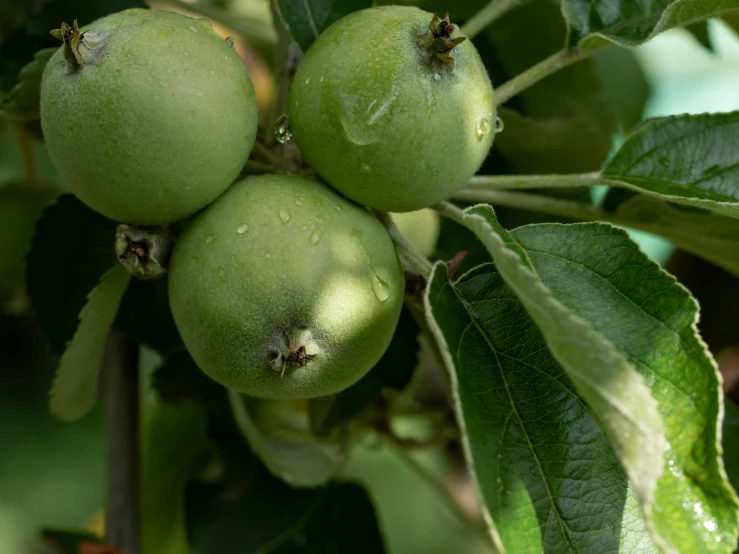 fruit hanging from tree nches with leaves and water