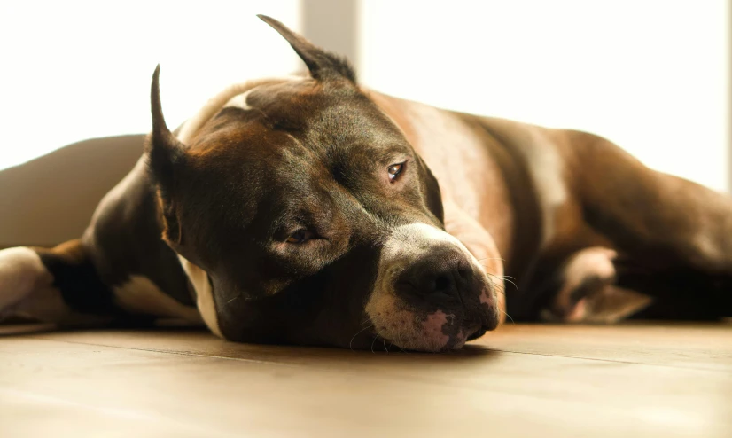 a dog laying on the floor next to a door