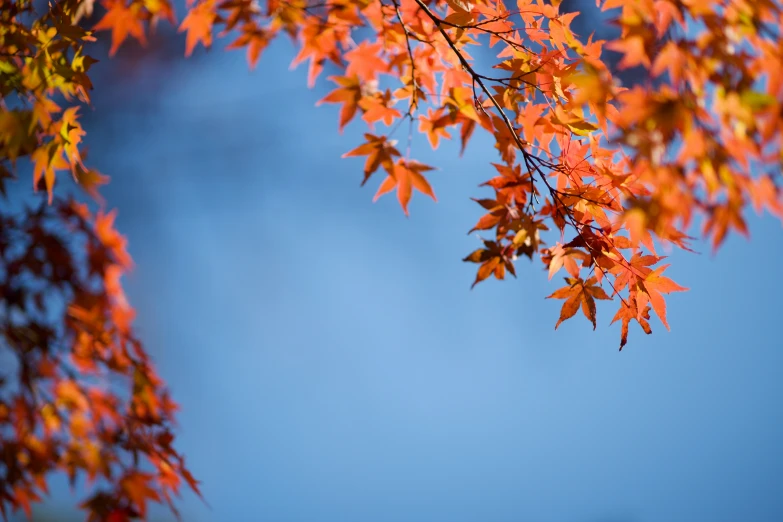 a maple tree with red leaves against a blue sky