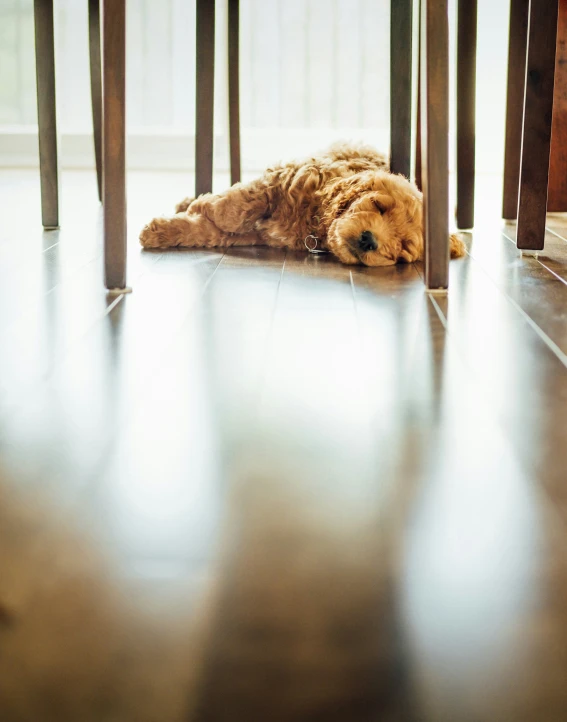 a dog lying down in front of the chairs