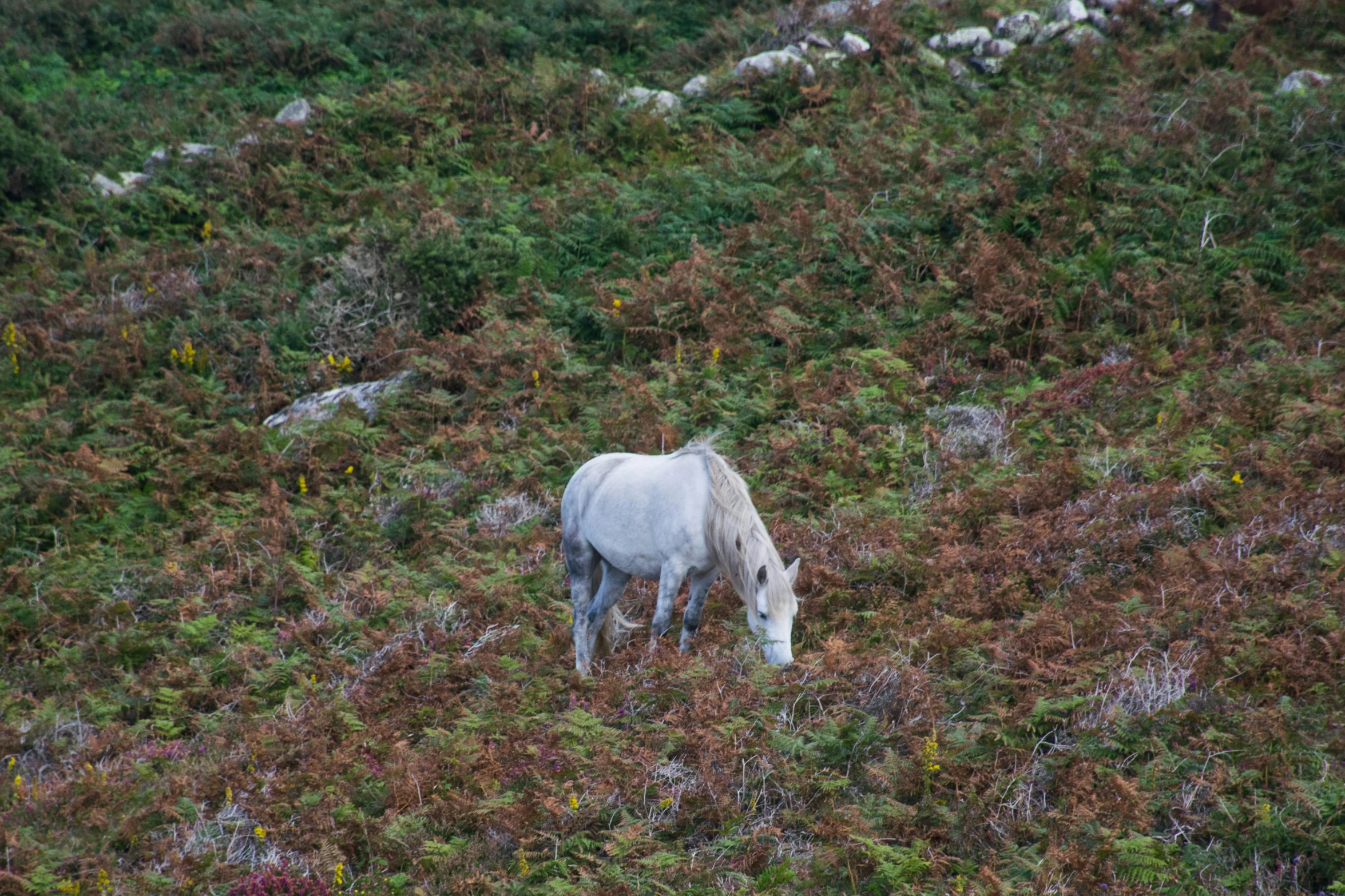 the horse is eating the grass in the field