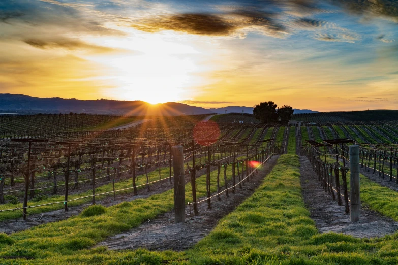 the sun is setting in a small vineyard