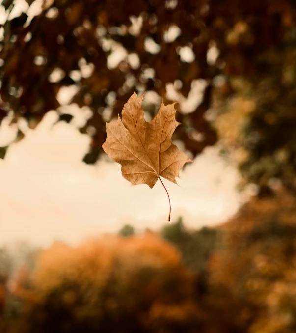 a maple leaf is in the air by some trees