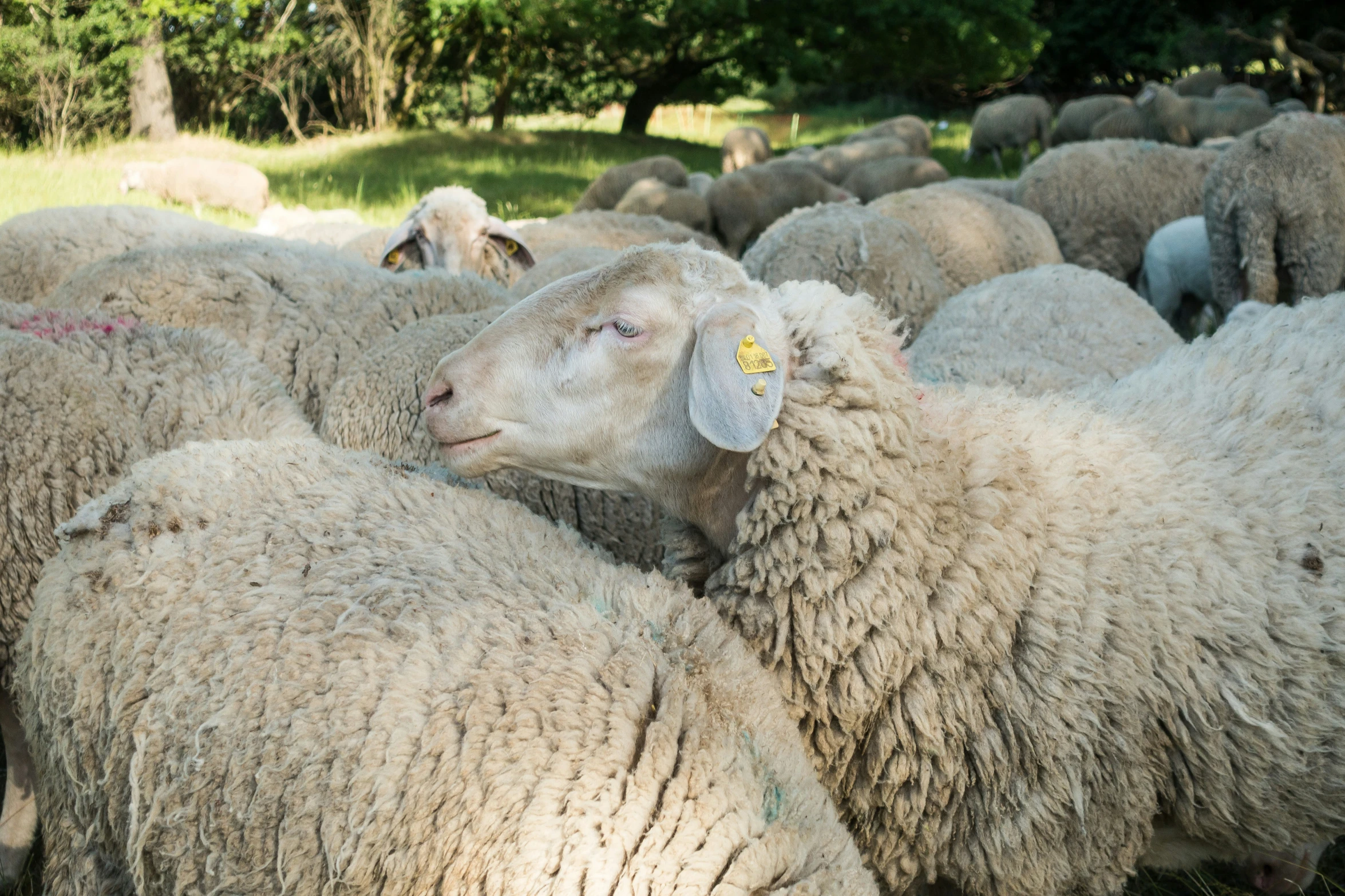 a number of sheep in grassy area with trees in the background