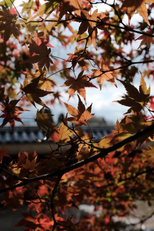 some very pretty leaves in front of some trees