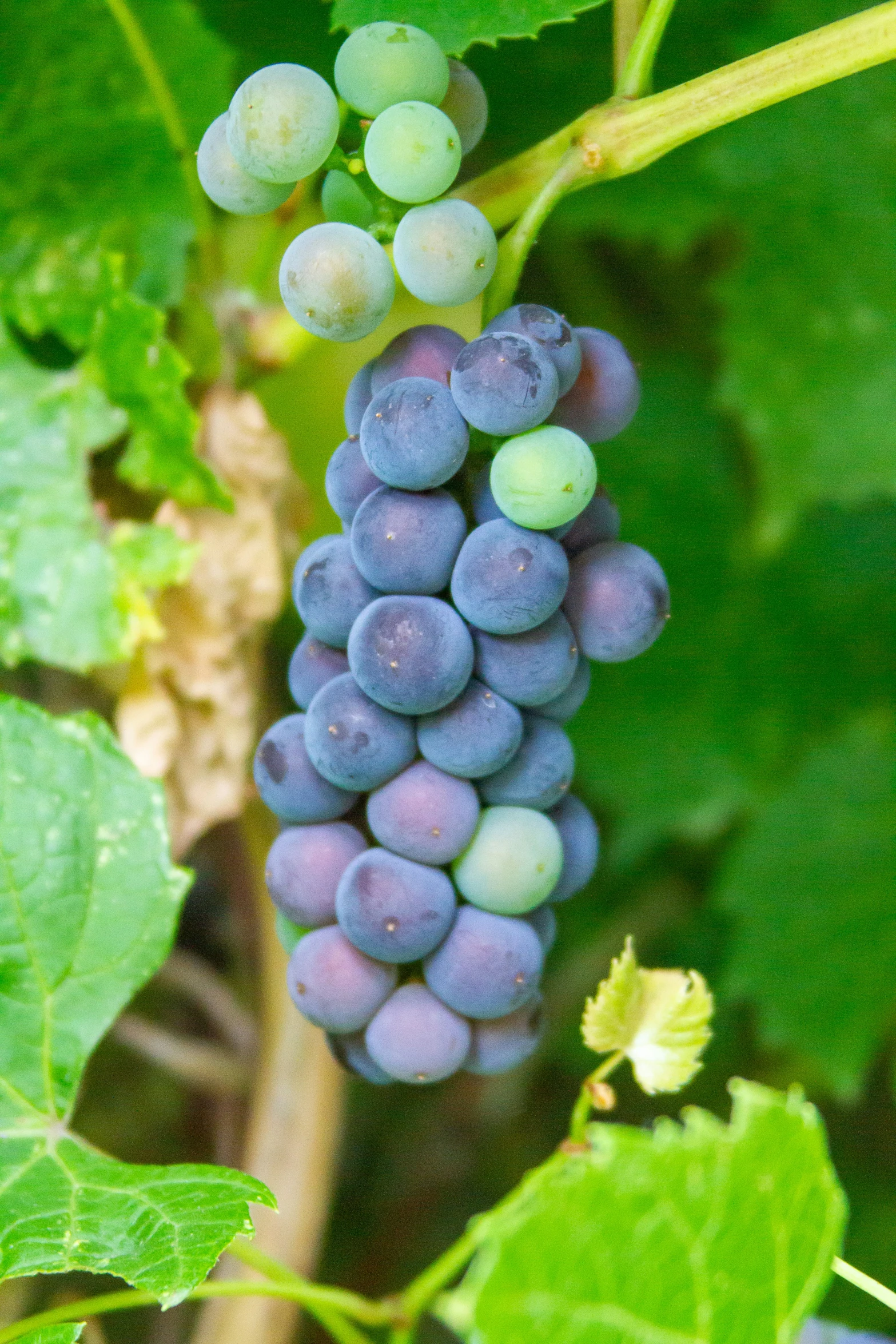 a cluster of gs is growing in the vines