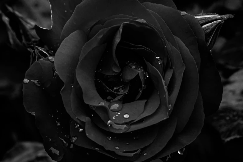 a black rose with water droplets on it