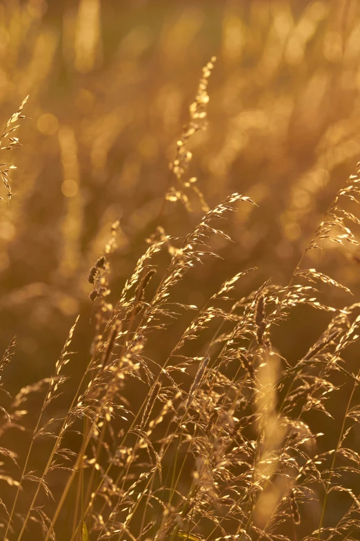 wild grass in a field with the sun shining
