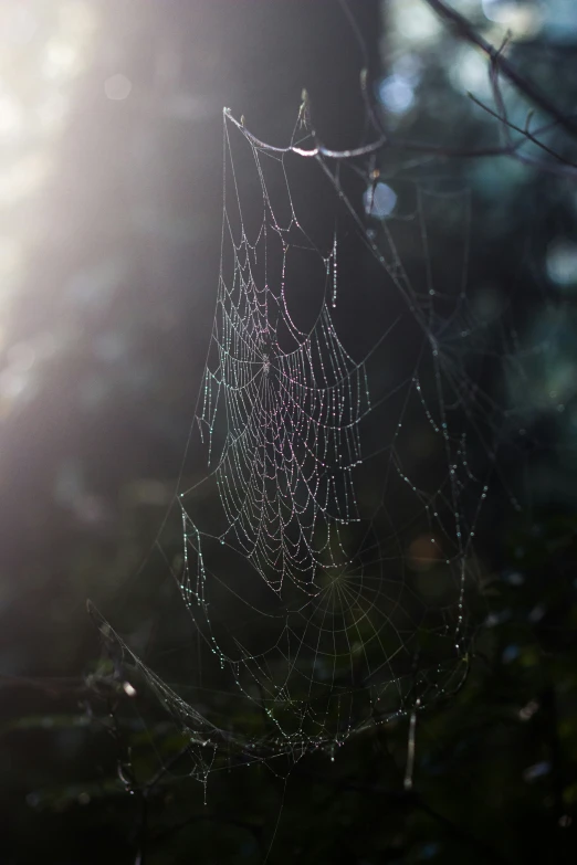 closeup of web hanging upside down from tree