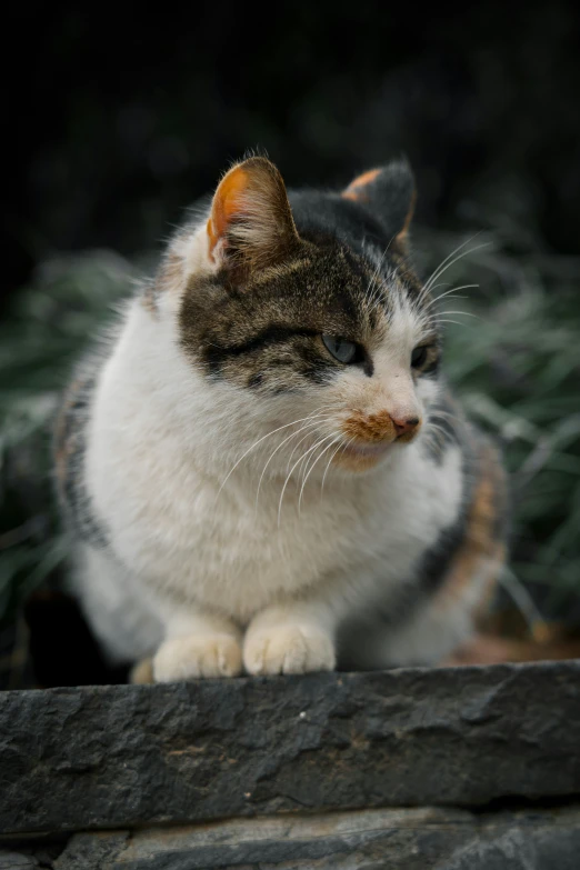 cat looking at soing with long hair and orange eyes