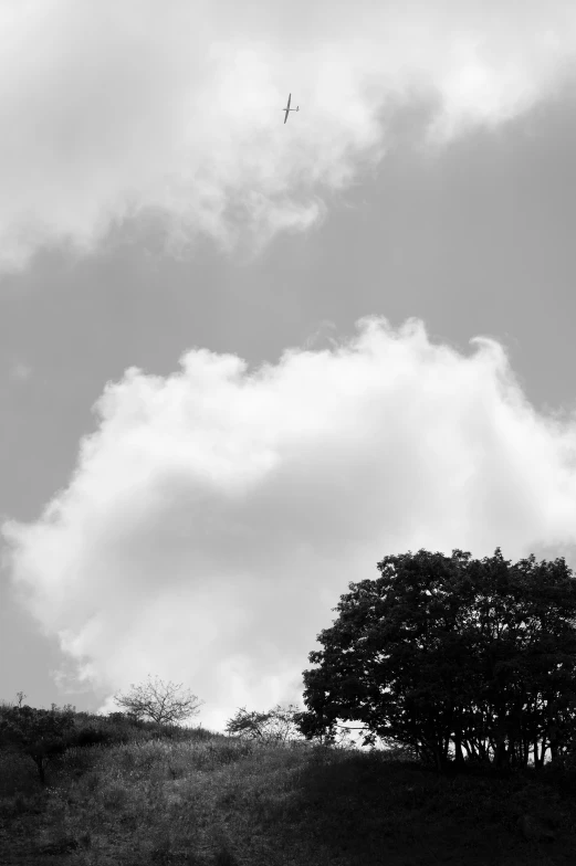 tree on a hill, with a lone bird overhead