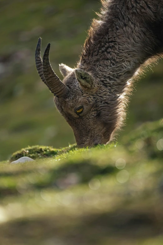 a goat grazing on some grass in the grass