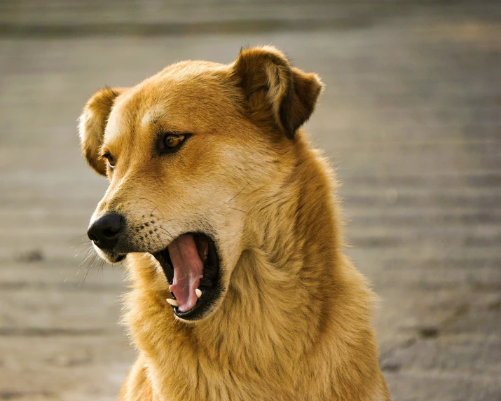 a big dog with a very long tongue