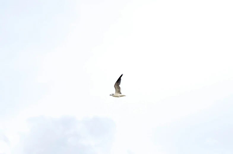 a bird flies through the sky with its wings spread