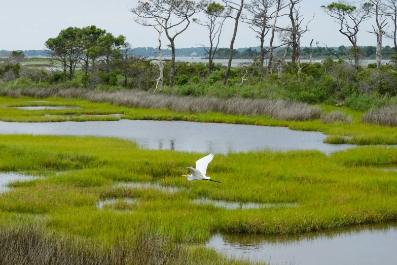 the white bird is flying over the marsh