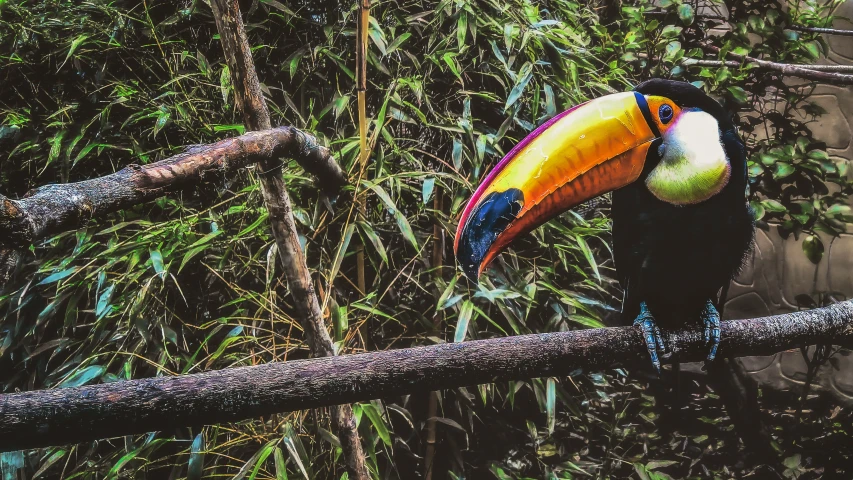 a black bird with colorful plumage and beak sitting on a nch