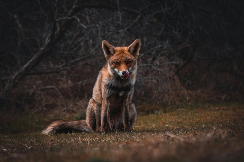 a fox sitting in a field with trees in the background