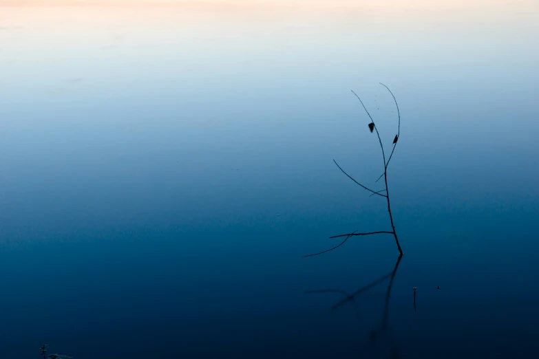 two birds perch on a bare tree nch in the middle of water