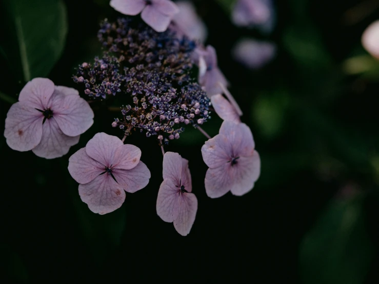 flowers growing together in a field outside