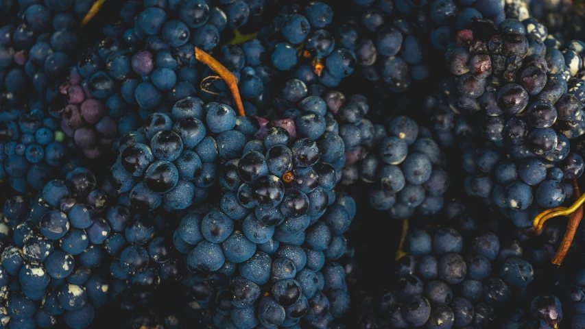 a closeup image of blueberries and blackberries