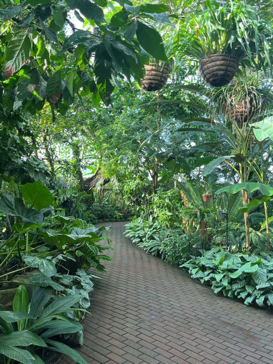 a garden scene with very many plants and some trees