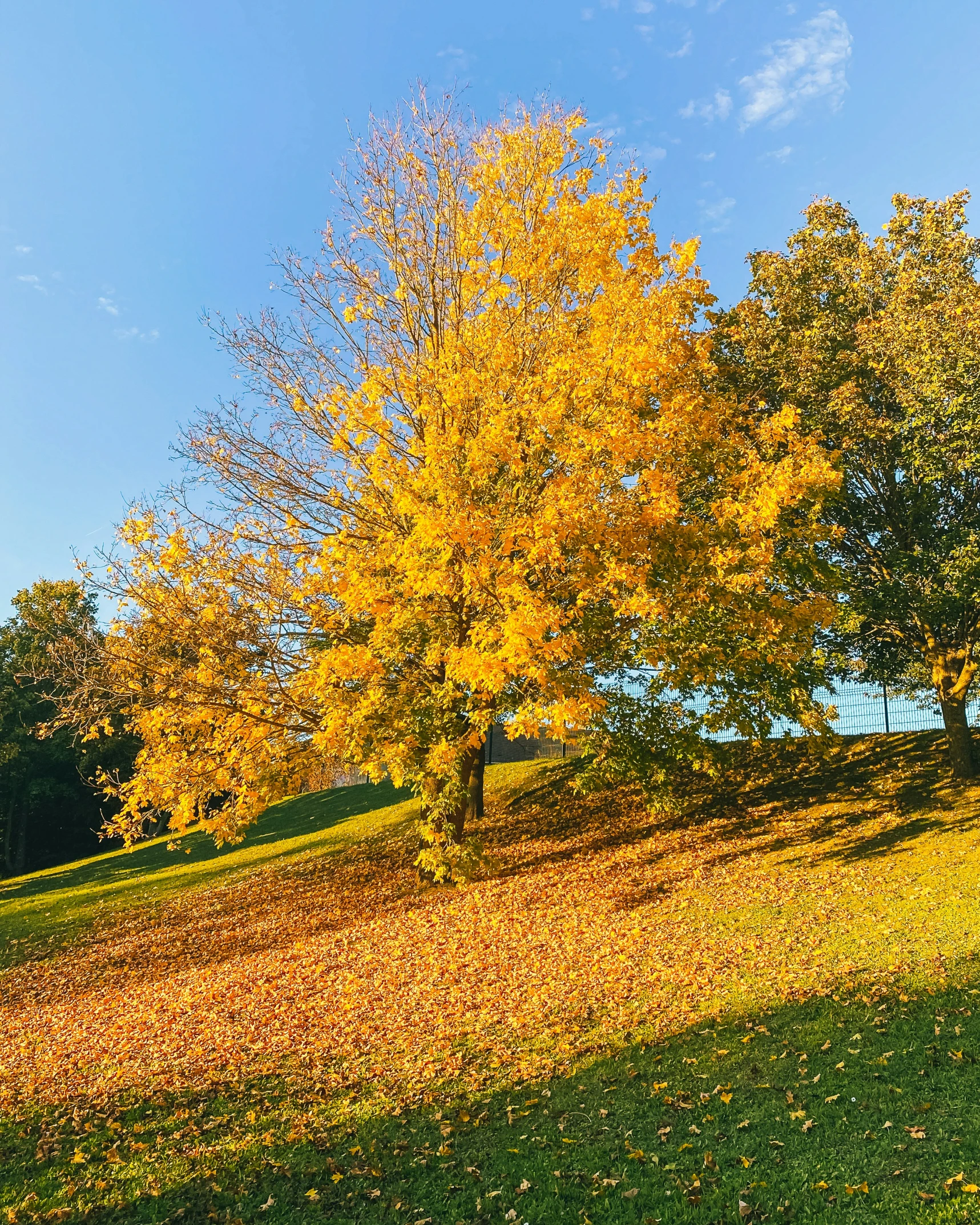 two trees on the side of a hill in autumn