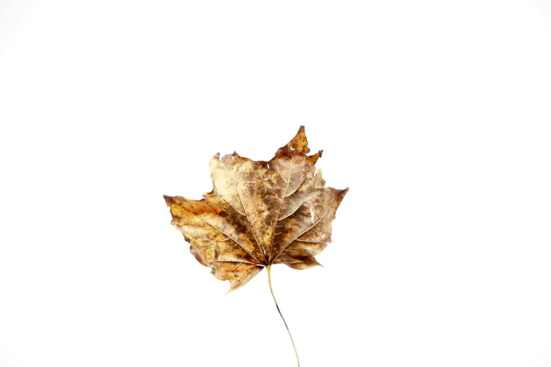 the fallen leaf is floating in the water