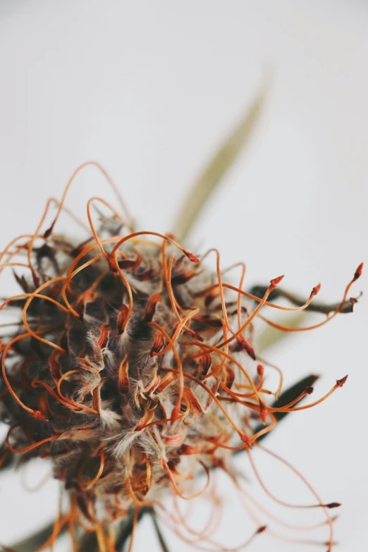 a close up of a flower that has been wilted